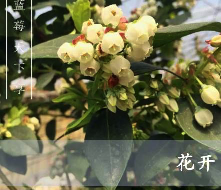 天赐02.png
