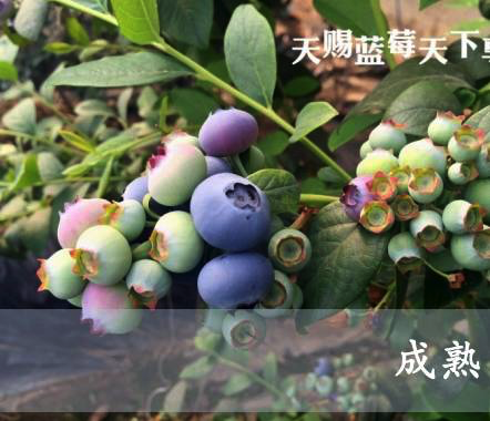 天赐04.png