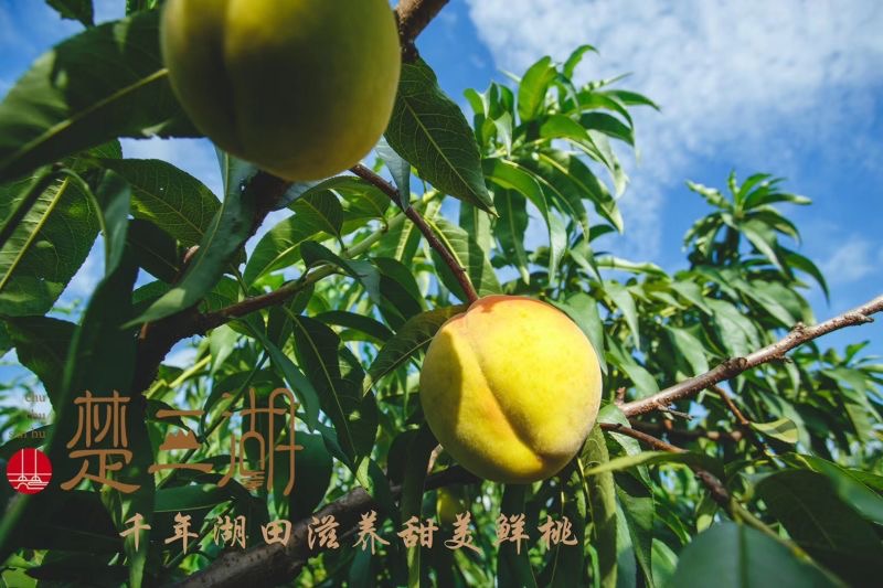 楚三湖01.jpeg